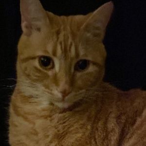 Meet your Posher, Rain